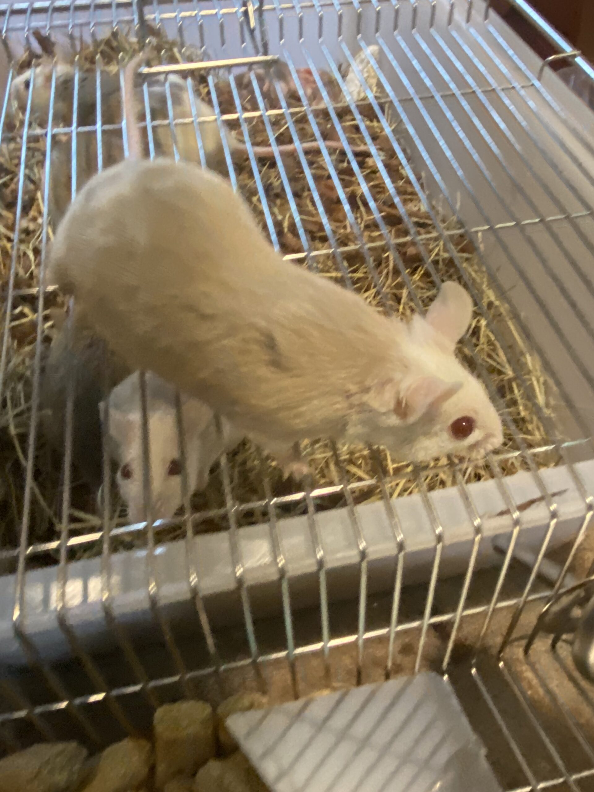 African Soft Fur Rat Valhalla Exotics